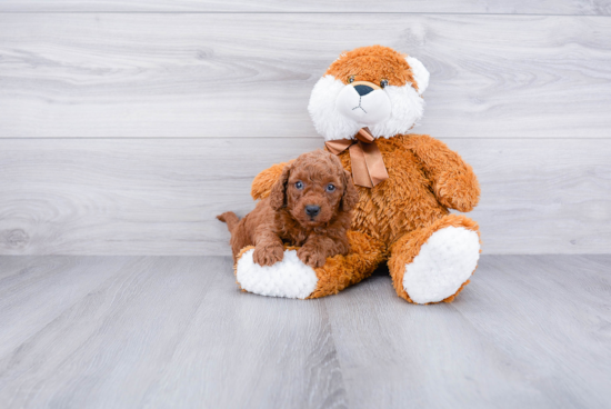 Energetic Golden Retriever Poodle Mix Puppy