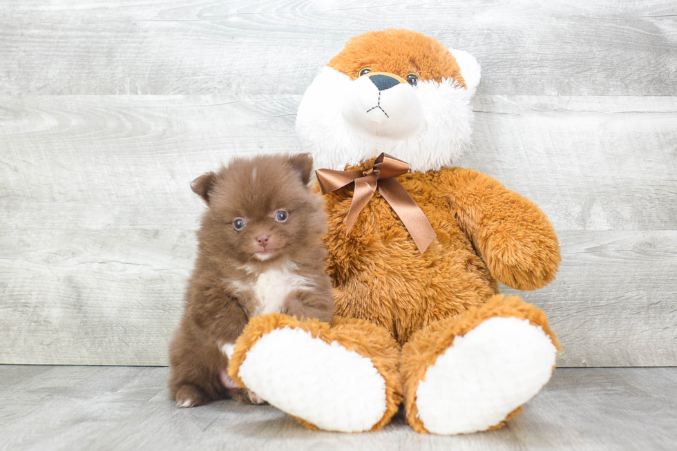 Energetic Pomeranian Purebred Puppy