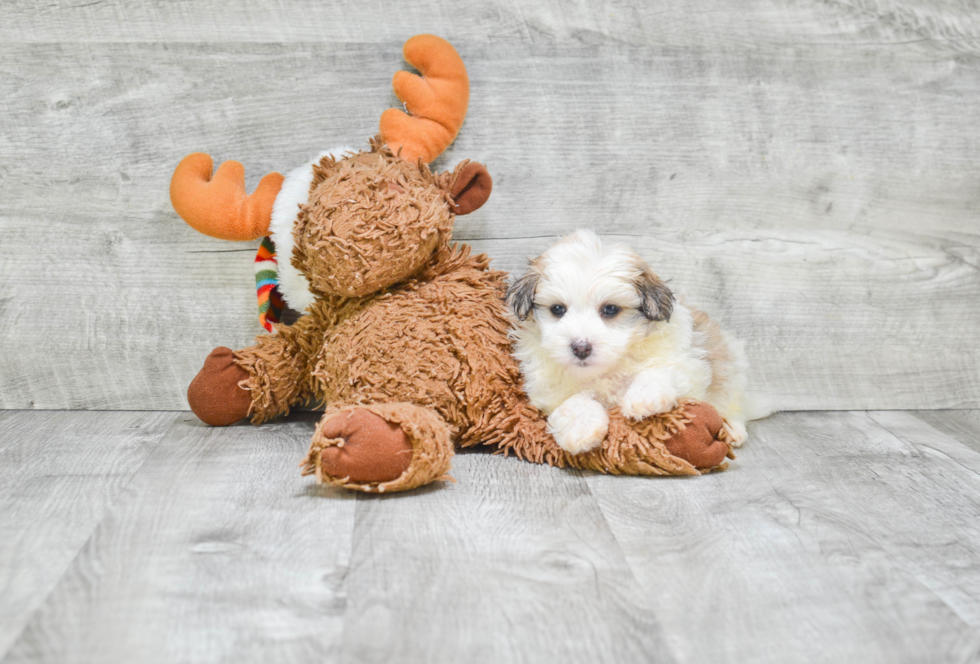 Playful Havanese Baby