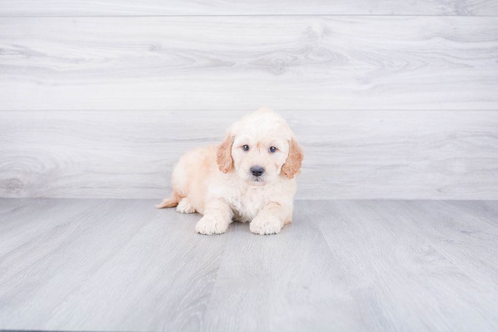 Playful Golden Retriever Poodle Mix Puppy