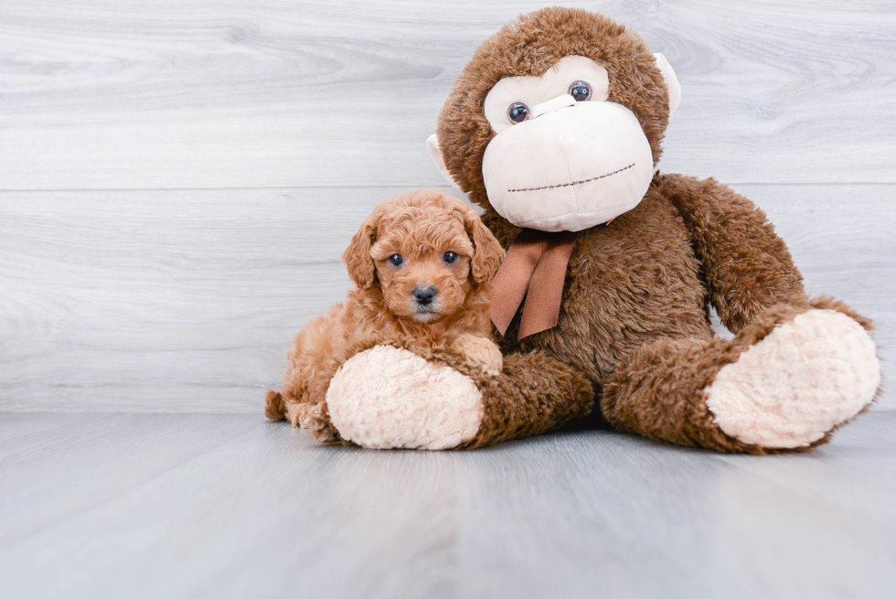 Playful Cavoodle Poodle Mix Puppy