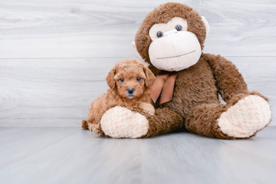 Playful Cavoodle Poodle Mix Puppy