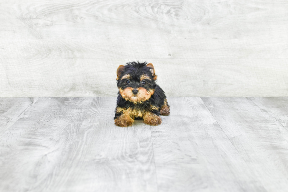 Meet Fiona - our Yorkshire Terrier Puppy Photo 