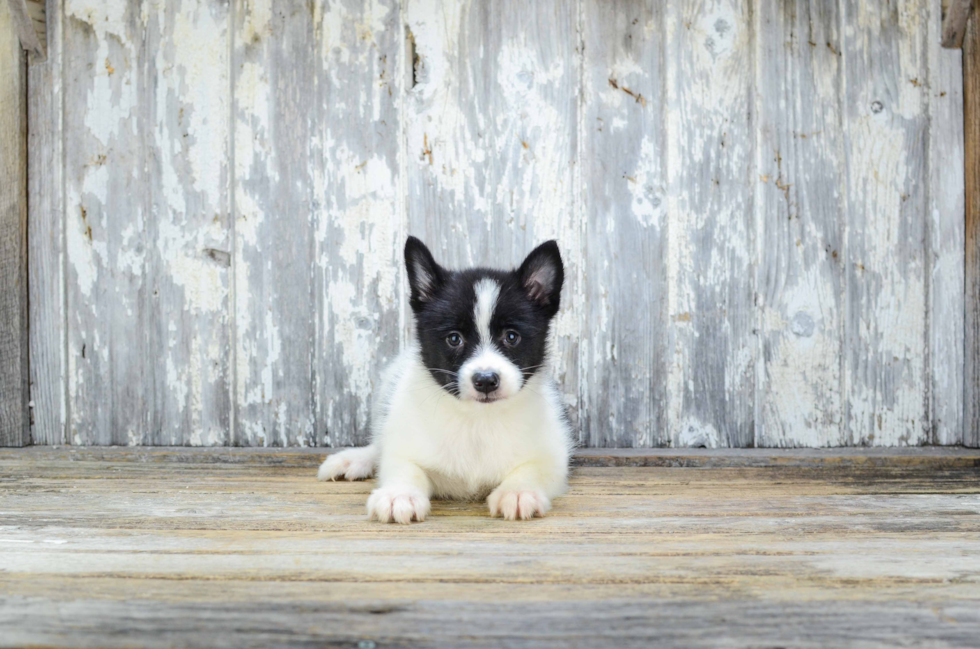 Best Pomsky Baby