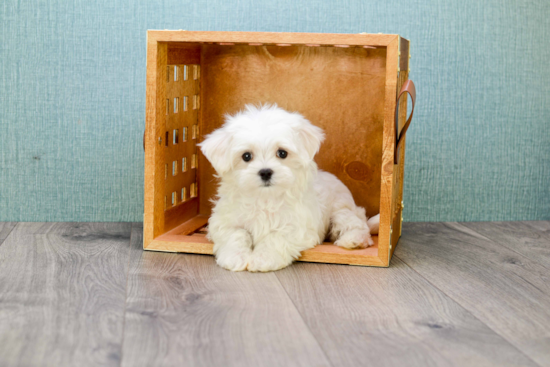 Maltese Pup Being Cute