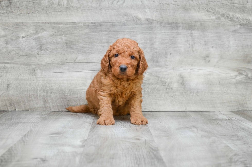 Funny Mini Goldendoodle Poodle Mix Pup