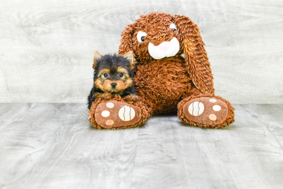 Meet Victoria - our Yorkshire Terrier Puppy Photo 