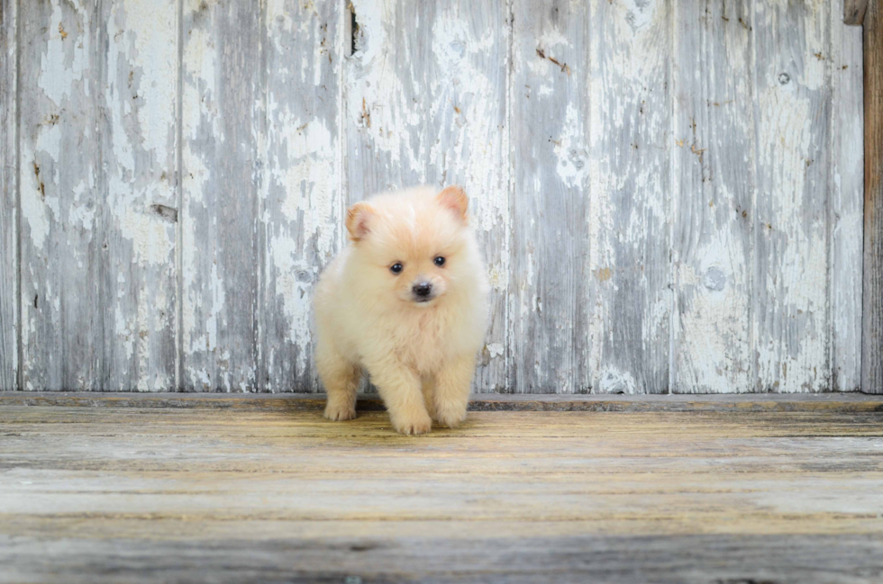 Akc Registered Pomeranian Baby