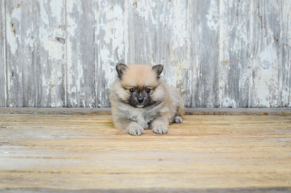 Adorable Pomeranian Purebred Puppy