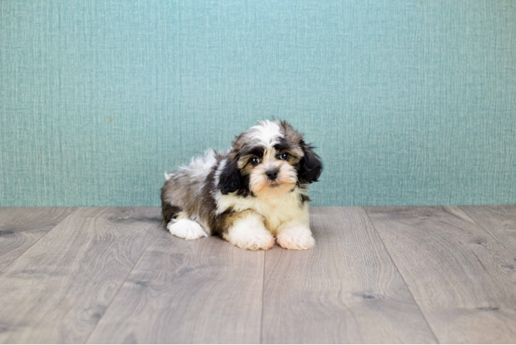 Funny Havanese Baby