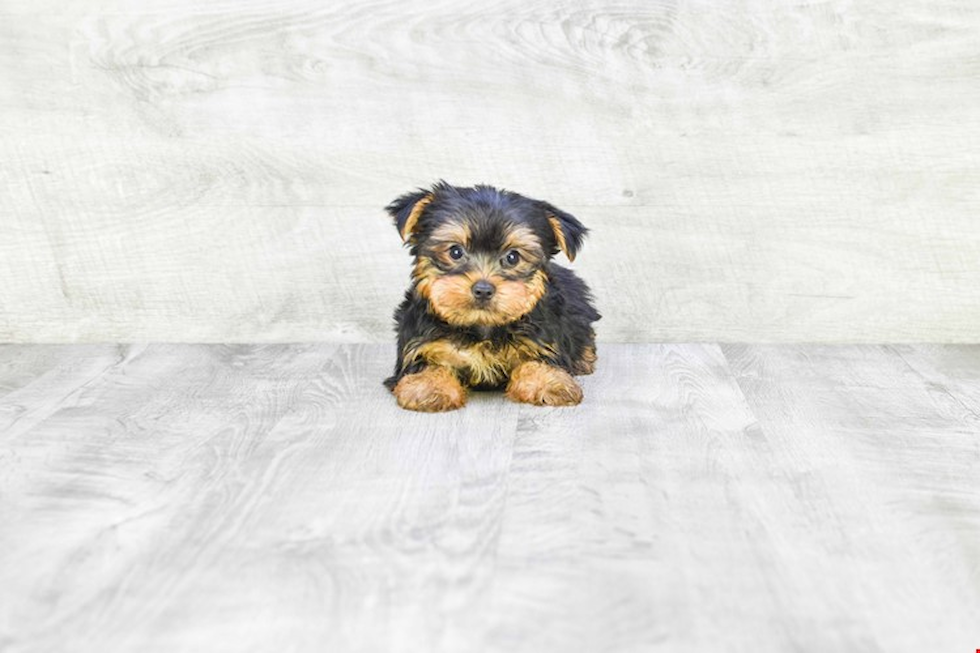 Meet Snickers - our Yorkshire Terrier Puppy Photo 