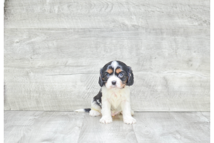 Cavalier King Charles Spaniel Puppy for Adoption