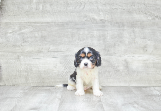 Cavalier King Charles Spaniel Puppy for Adoption