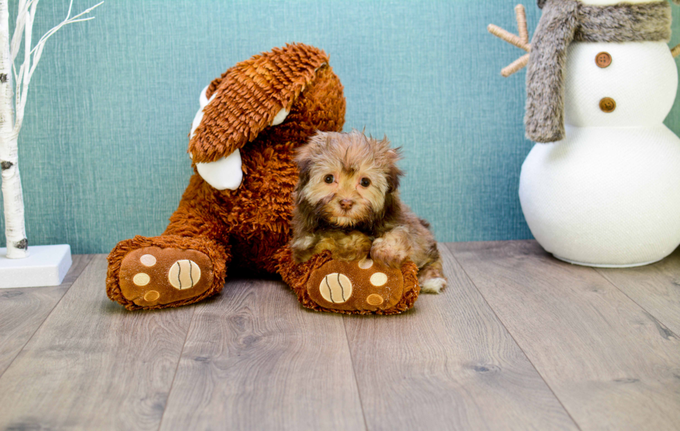 Meet Coco - our Havanese Puppy Photo 