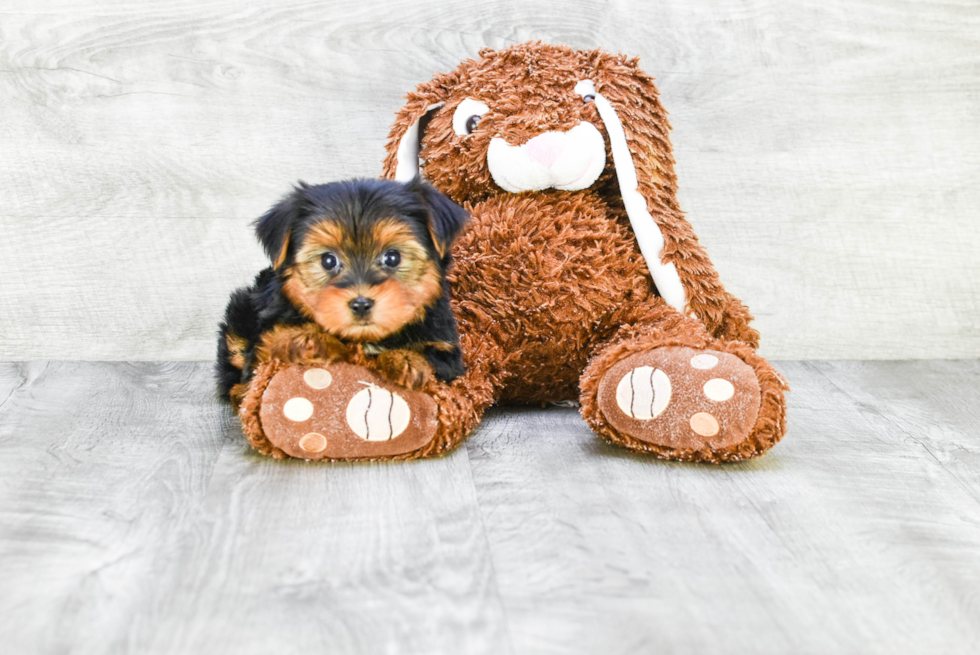 Meet Timmy - our Yorkshire Terrier Puppy Photo 