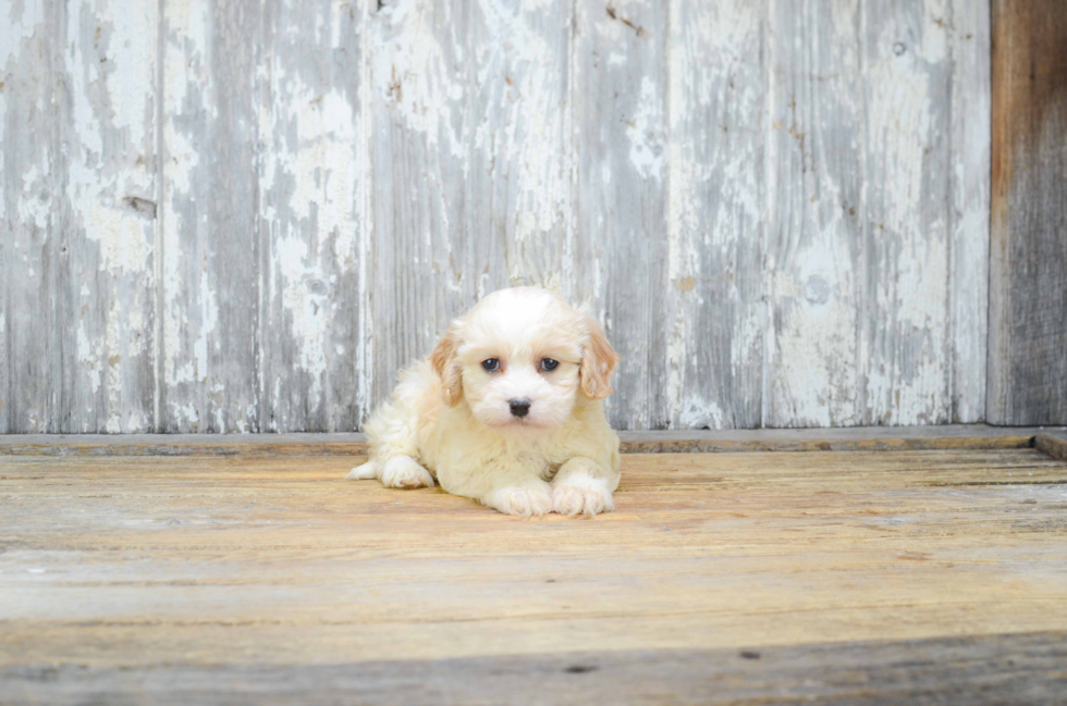 Cavachon Pup Being Cute