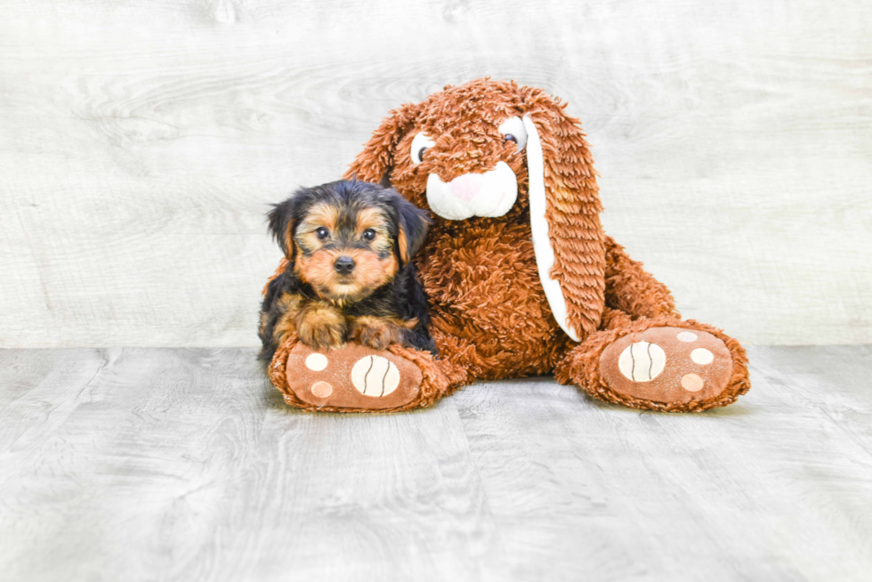 Meet Jeremy - our Yorkshire Terrier Puppy Photo 