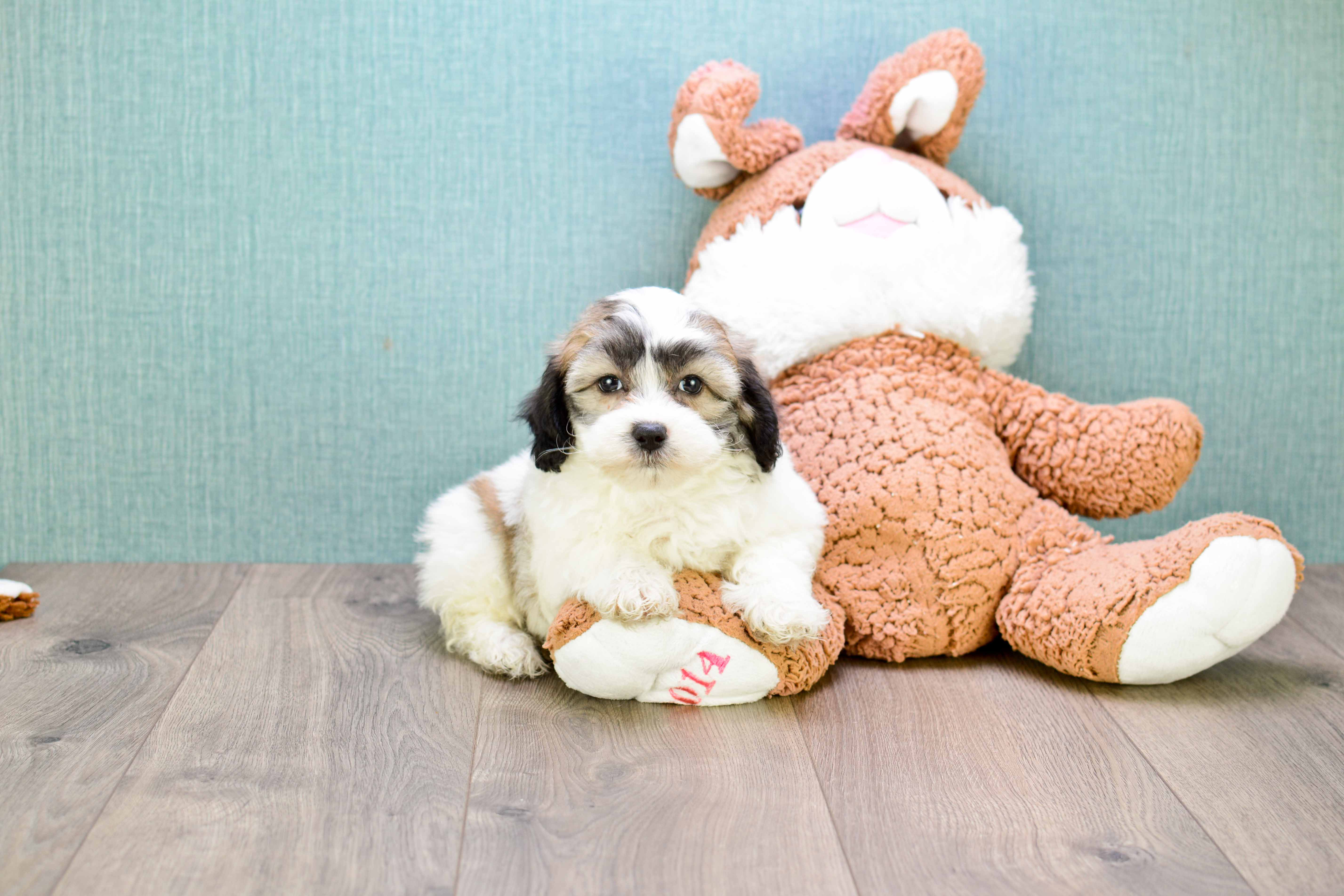 Little Shitzu Designer Puppy