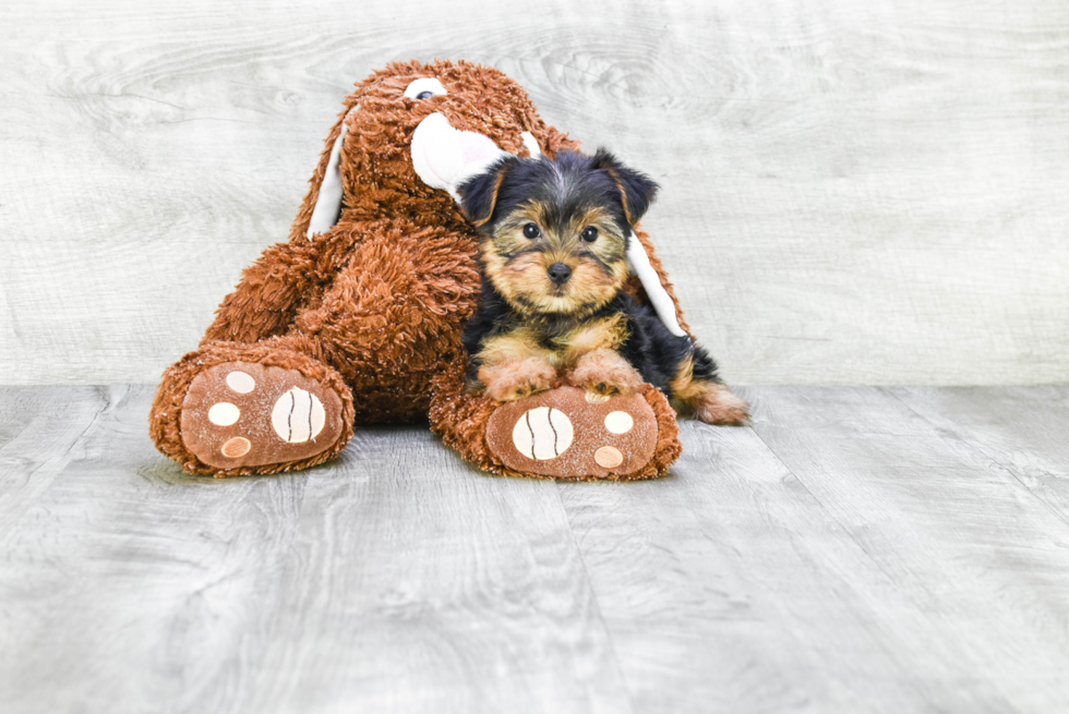 Meet Beyonce - our Yorkshire Terrier Puppy Photo 