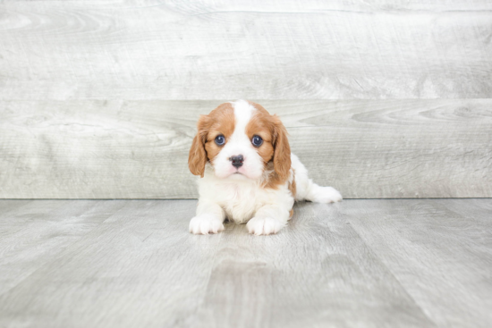 Cavalier King Charles Spaniel Pup Being Cute