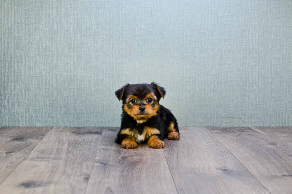 Meet Timmy - our Yorkshire Terrier Puppy Photo 