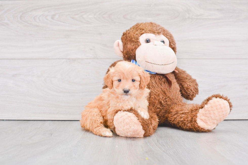 Mini Goldendoodle Puppy for Adoption