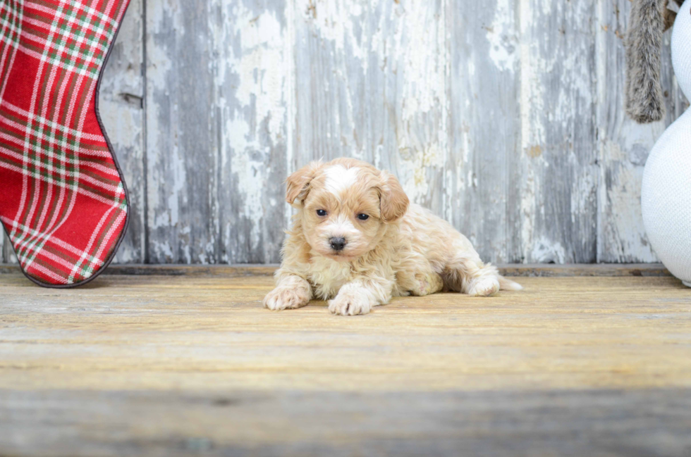 Maltipoo Pup Being Cute