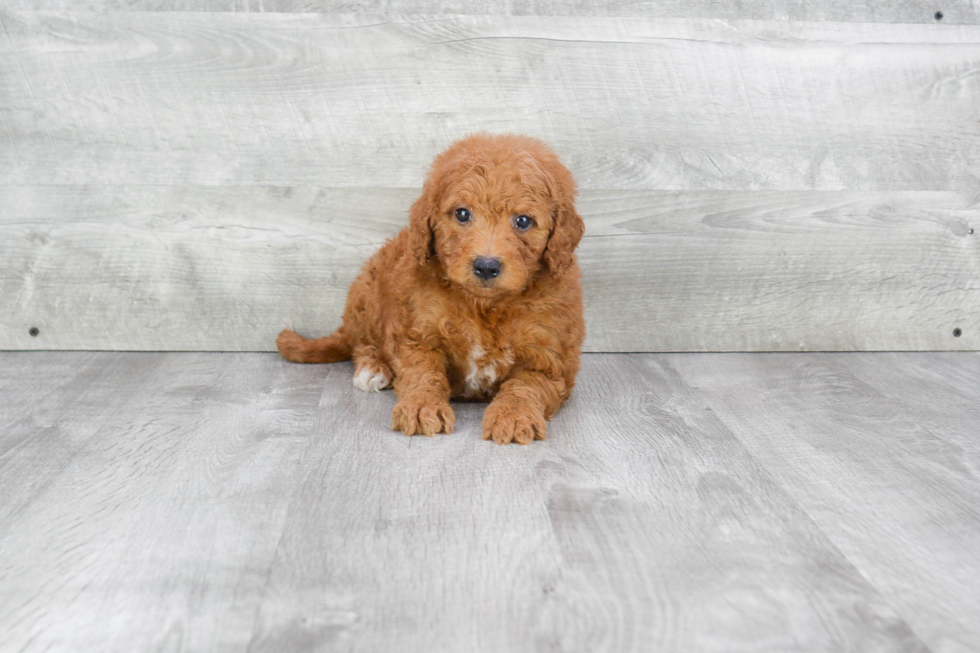 Best Mini Goldendoodle Baby