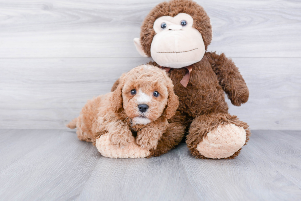 Best Cavapoo Baby