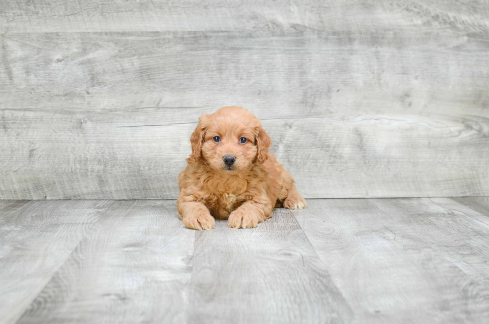 Best Cavapoo Baby