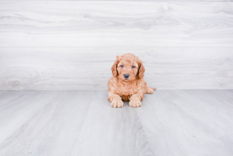 Best Mini Goldendoodle Baby