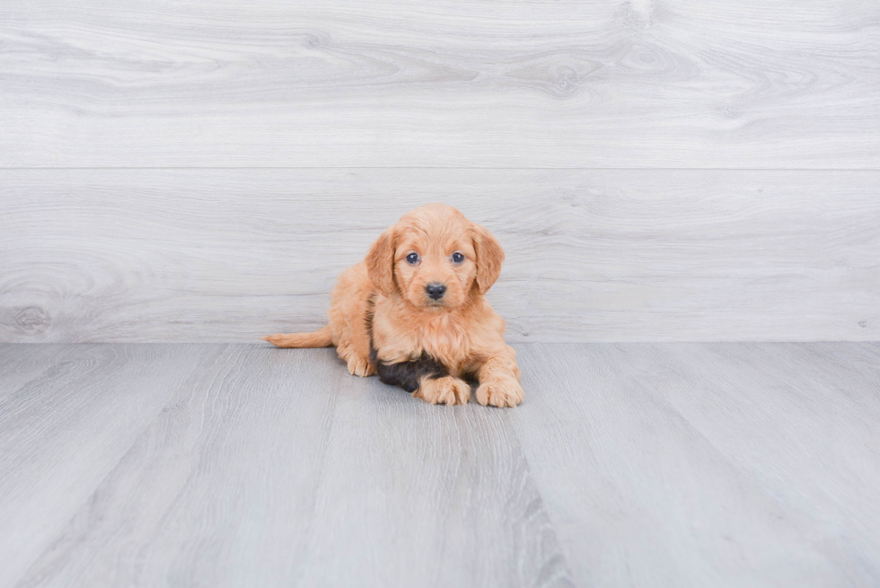 Mini Goldendoodle Puppy for Adoption