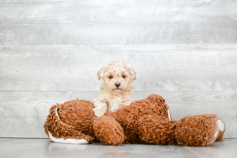 Maltipoo Pup Being Cute