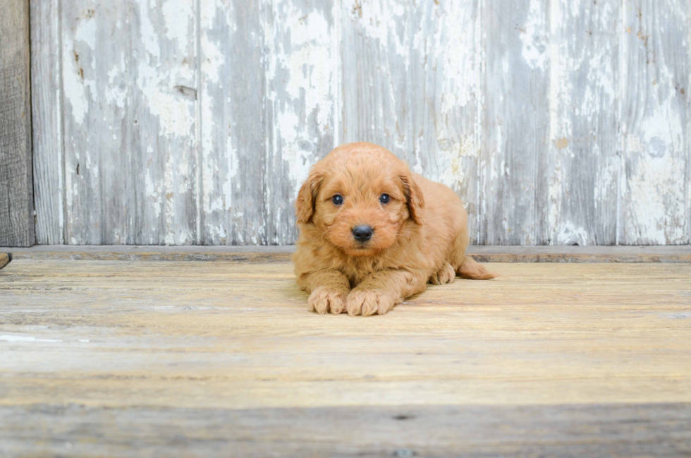 Fluffy Mini Goldendoodle Poodle Mix Pup