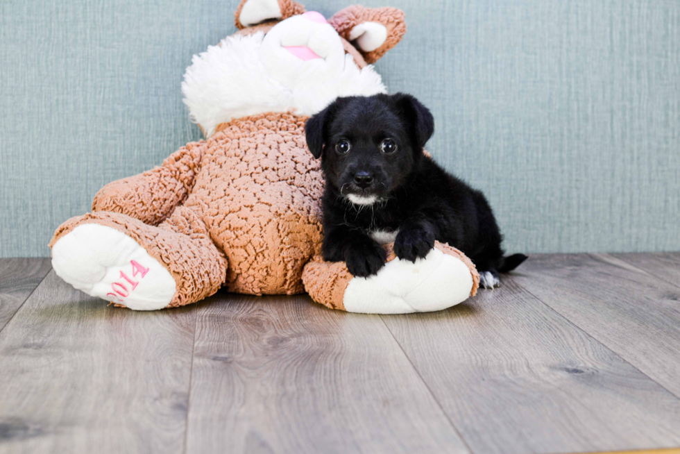 Popular Yorkie Poo Poodle Mix Pup