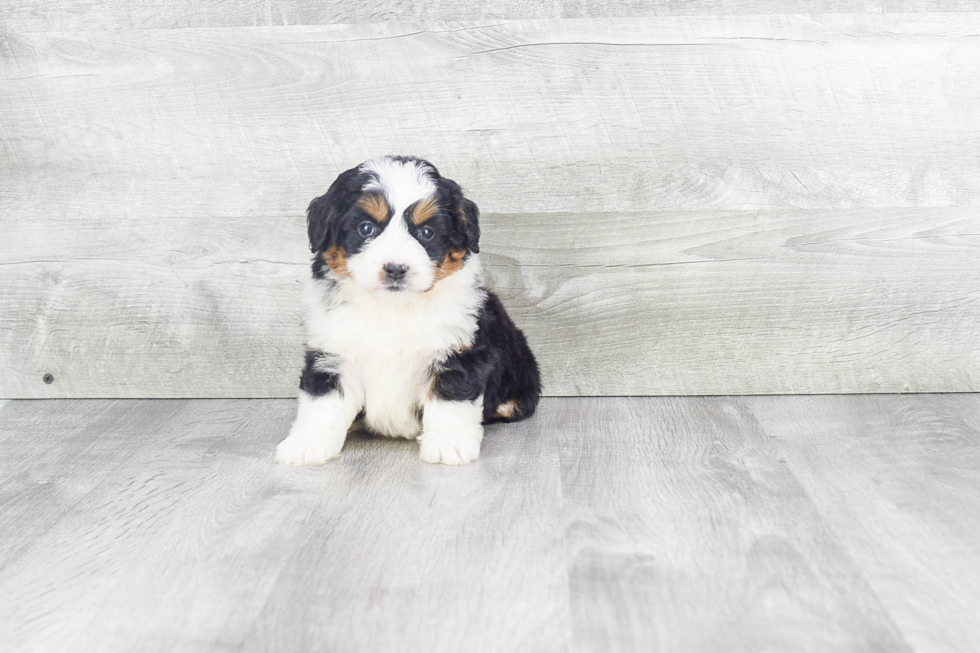 Mini Bernedoodle Puppy for Adoption