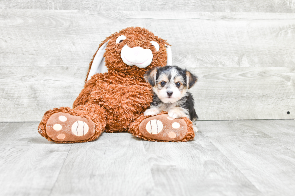 Smart Morkie Designer Pup