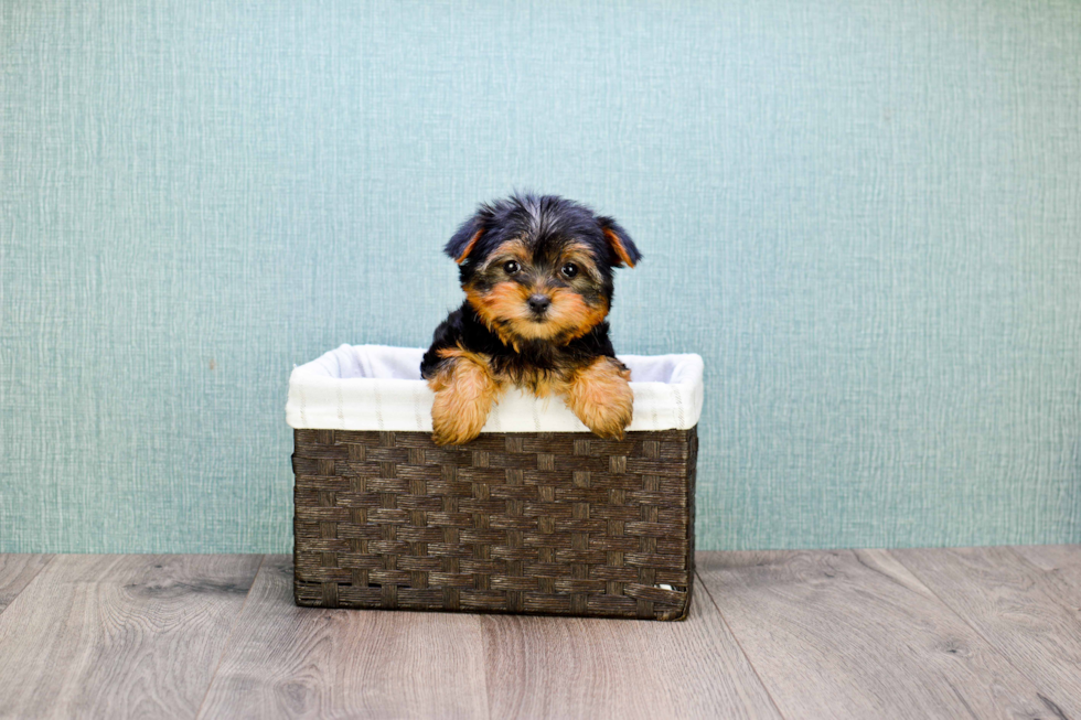 Meet Bella - our Yorkshire Terrier Puppy Photo 