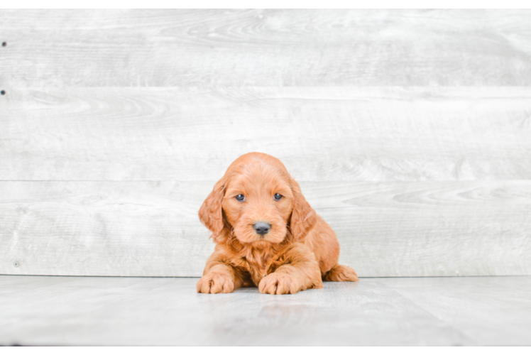 Mini Goldendoodle Pup Being Cute