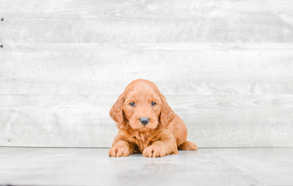 Mini Goldendoodle Pup Being Cute