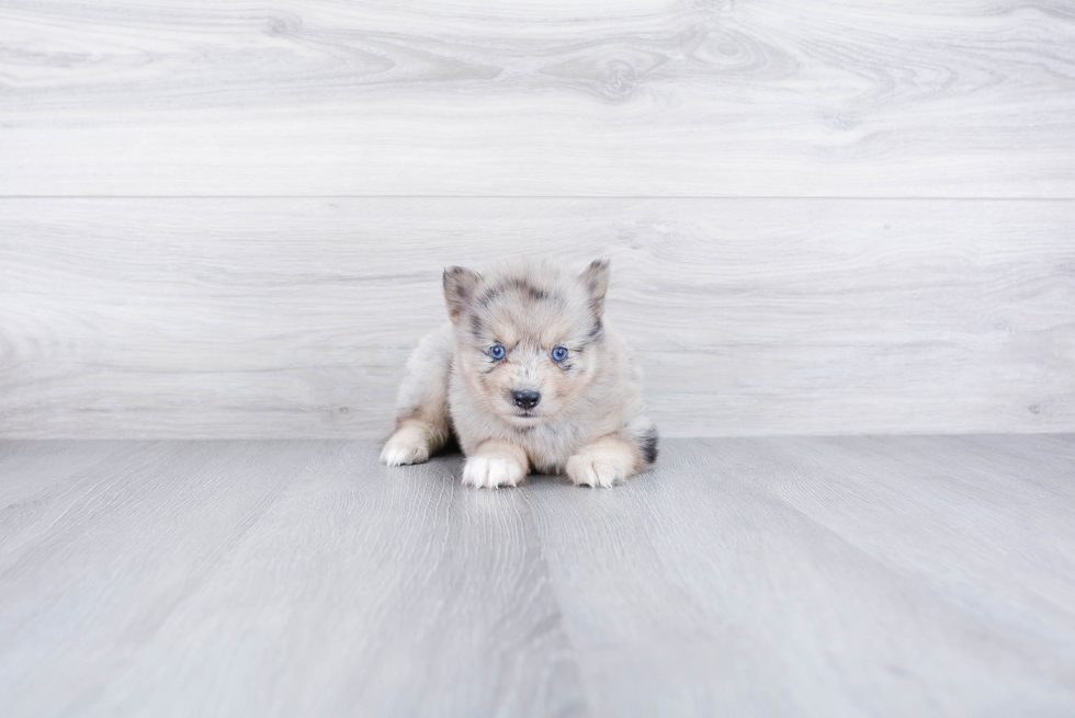 Happy Pomsky Baby