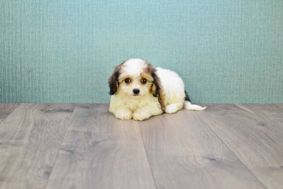 Cavachon Pup Being Cute