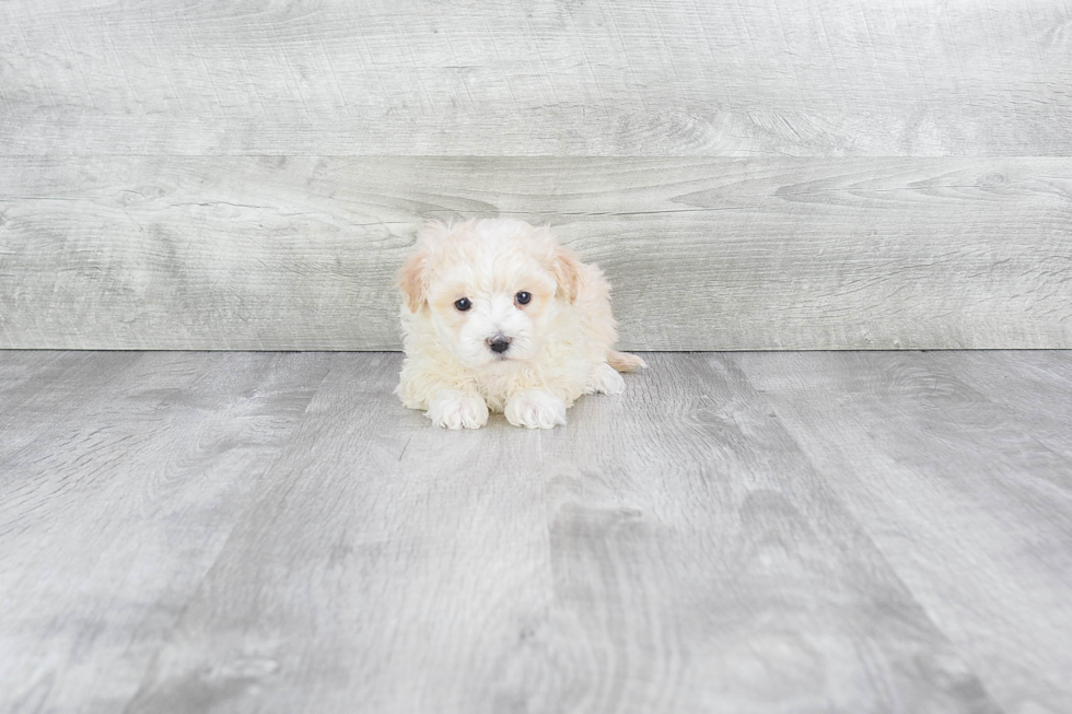 Fluffy Maltipoo Poodle Mix Pup