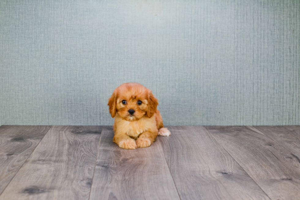 Small Cavapoo Baby