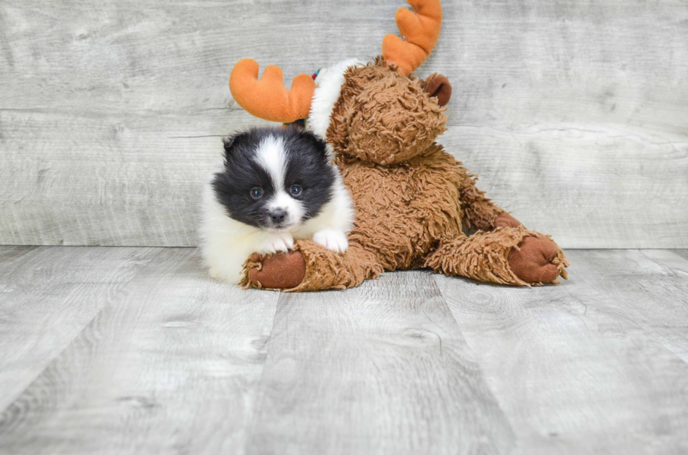 Playful Pomeranian Baby