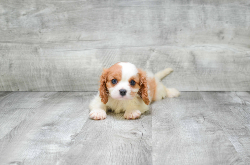 Best Cavalier King Charles Spaniel Baby