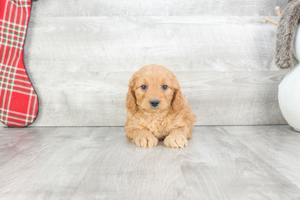 Best Mini Goldendoodle Baby