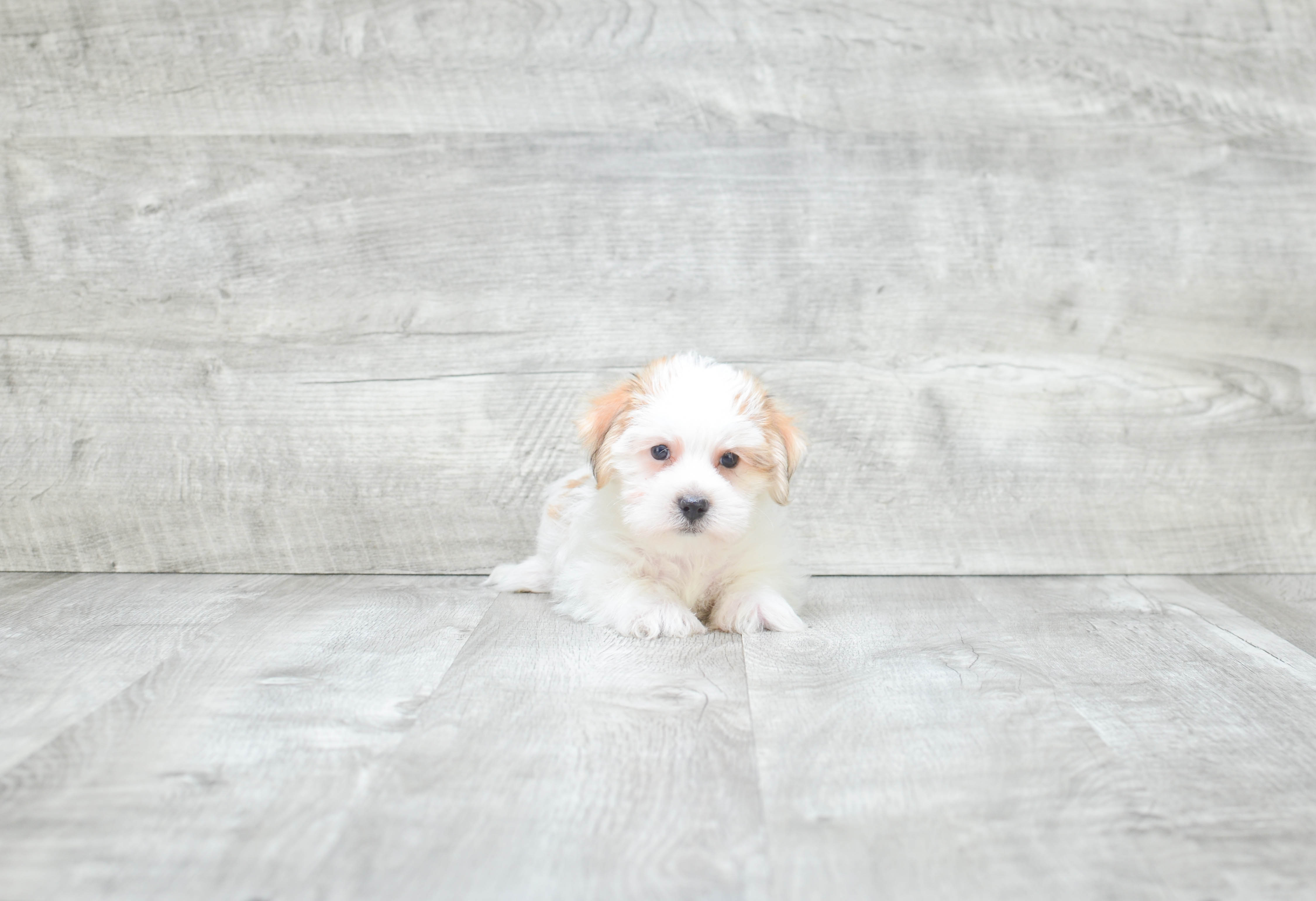 Funny Morkie Designer Pup