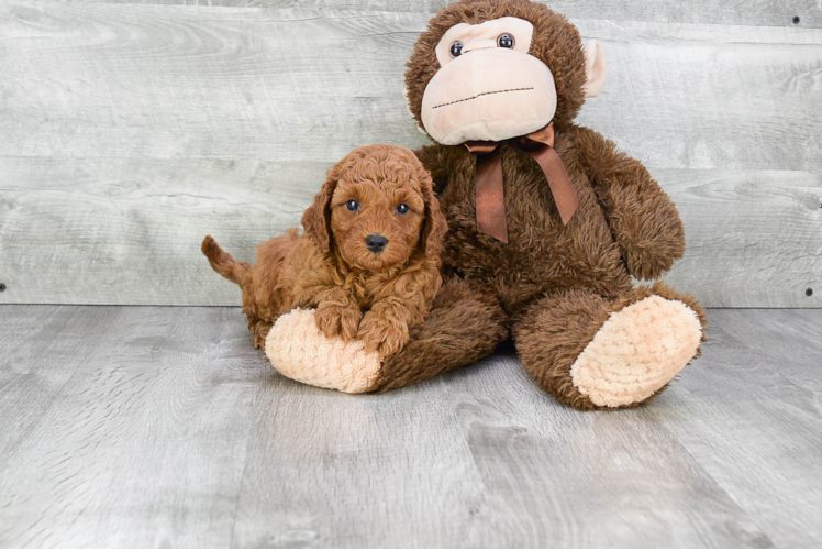 Fluffy Cavapoo Poodle Mix Pup