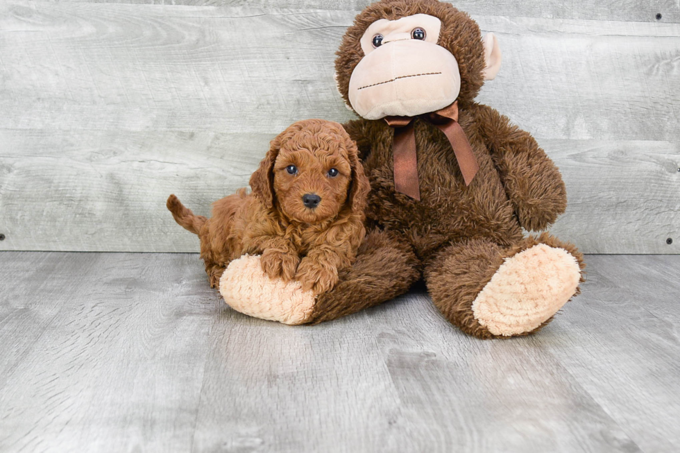 Fluffy Cavapoo Poodle Mix Pup